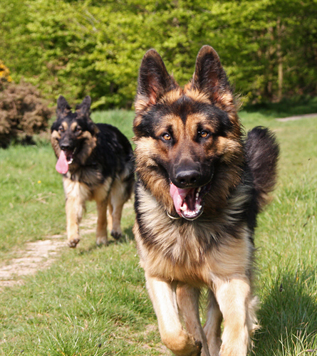 Territorialaggression Hunde