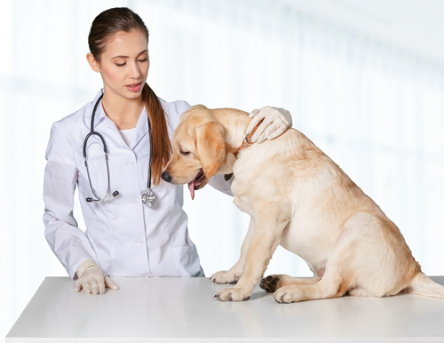 Erlernte Hilflosigkeit Medical Training mit Hund
