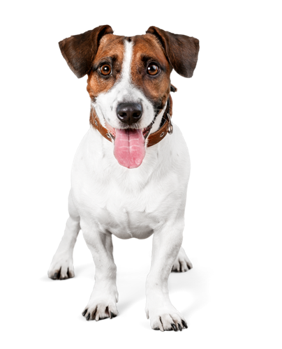 Chaining Training Hund