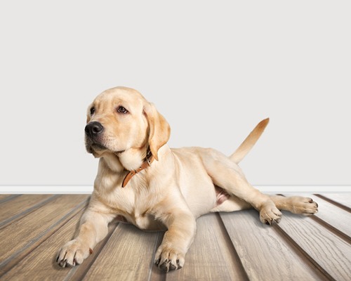 Hundeverhalten Training