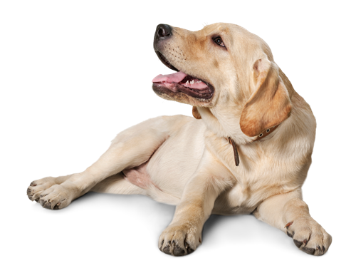 artgerechte Hundeerziehung