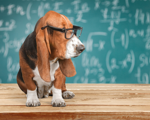 Intelligenztraining Hunde Intelligenzspiele