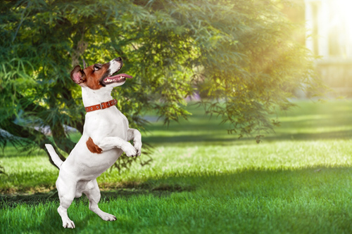 Beagle spielt im Garten Hundetraining