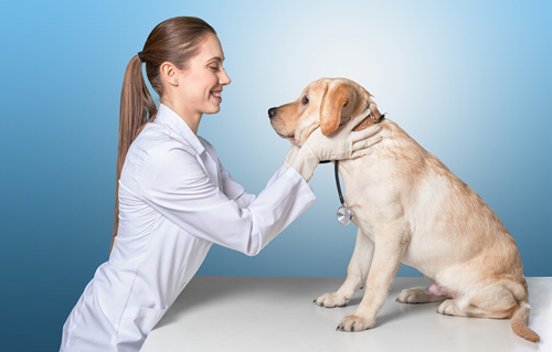 Hundehaltung Fellpflege