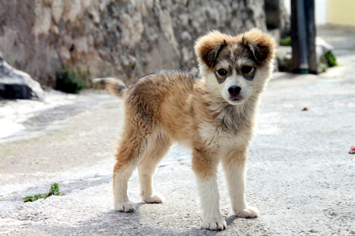 Artgerechte Welpenhaltung