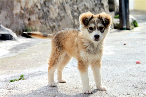 Hundeernährung Welpe Futter kleiner Hund Hundeernährung
