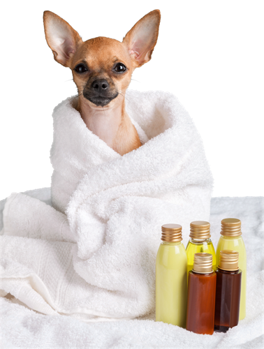 Aspekte der Hundepflege