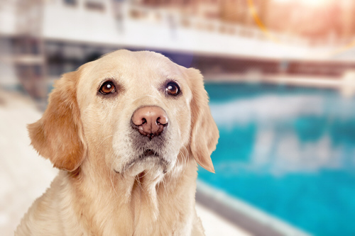 Kommunikation mit Hunden