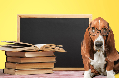 Welpenschule und Hundetraining