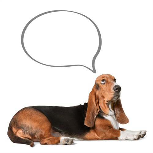 Welpen Verhalten verstehen