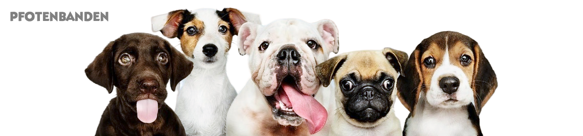 Hunde und Hundetraining