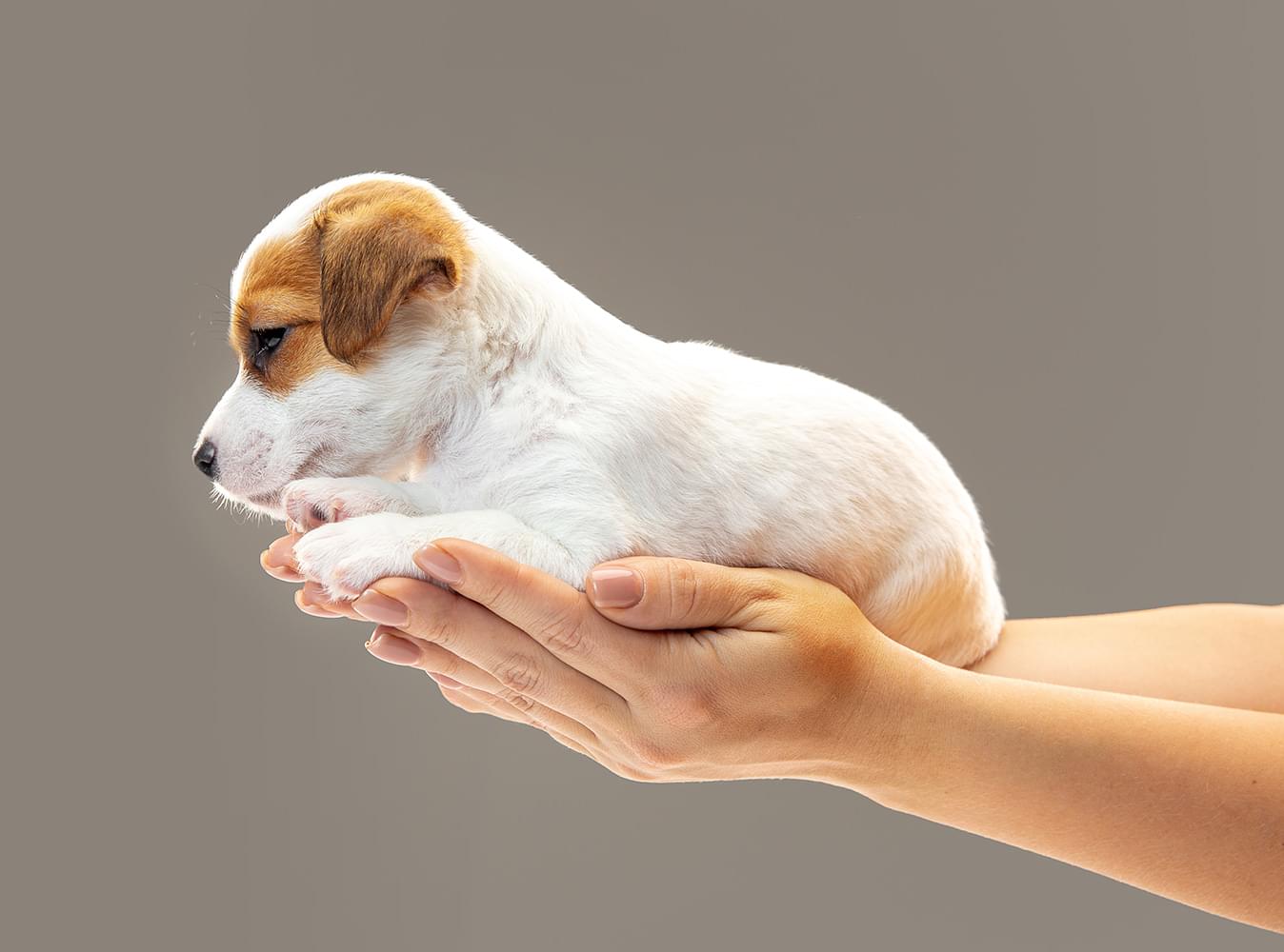 Tipps zur Welpenaufzucht